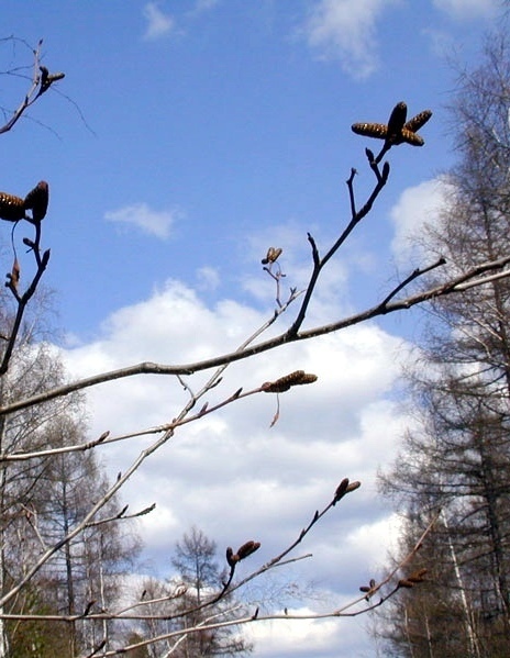 <span style="font-weight: bold;">ВЕСНА</span>
