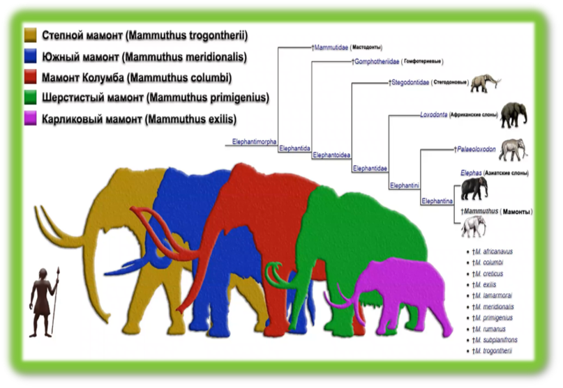 Lecture 1. Mammoths