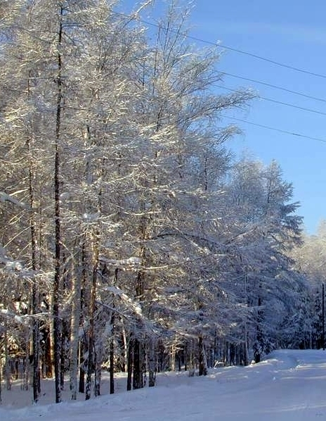 <span style="font-weight: bold;">ЗИМА</span>